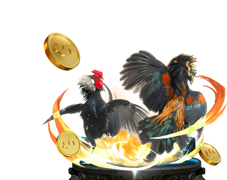 Đá gà Thomo trực tiếp bình luận